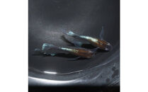 レッドクリフダークタイプリアルロングフィン（メダカ）1ペア&nbsp;メダカ屋えん&nbsp;横浜市