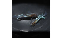 レッドクリフダークタイプリアルロングフィン（メダカ）1ペア&nbsp;メダカ屋えん&nbsp;横浜市