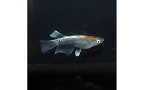 レッドクリフダークタイプリアルロングフィン（メダカ）1ペア&nbsp;メダカ屋えん&nbsp;横浜市