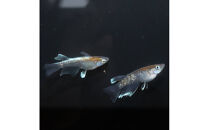 レッドクリフダークタイプリアルロングフィン（メダカ）1ペア&nbsp;メダカ屋えん&nbsp;横浜市