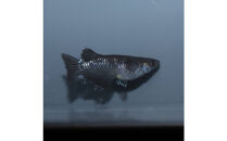 曜変天目（メダカ）1ペア&nbsp;メダカ屋えん&nbsp;横浜市