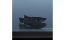 曜変天目（メダカ）1ペア&nbsp;メダカ屋えん&nbsp;横浜市