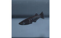 曜変天目（メダカ）1ペア&nbsp;メダカ屋えん&nbsp;横浜市