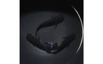 曜変天目（メダカ）1ペア&nbsp;メダカ屋えん&nbsp;横浜市