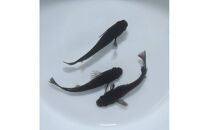 曜変天目（メダカ）1ペア&nbsp;メダカ屋えん&nbsp;横浜市