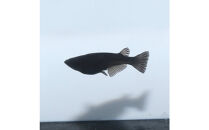 オロチ（メダカ）2ペア&nbsp;メダカ屋えん&nbsp;横浜市