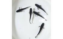 オロチ（メダカ）2ペア&nbsp;メダカ屋えん&nbsp;横浜市