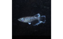 ミッドナイトフリル体外光（メダカ）1ペア&nbsp;メダカ屋えん&nbsp;横浜市