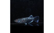 ミッドナイトフリル体外光（メダカ）1ペア&nbsp;メダカ屋えん&nbsp;横浜市