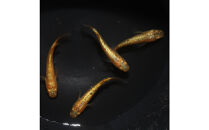 サンシャイン（メダカ）1ペア&nbsp;メダカ屋えん&nbsp;横浜市