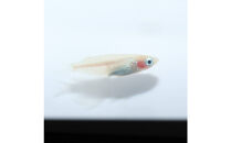 紅ほっぺ（メダカ）2ペア&nbsp;メダカ屋えん&nbsp;横浜市