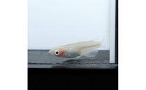 紅ほっぺ（メダカ）2ペア&nbsp;メダカ屋えん&nbsp;横浜市