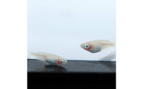 紅ほっぺ（メダカ）2ペア&nbsp;メダカ屋えん&nbsp;横浜市