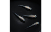 紅ほっぺ（メダカ）2ペア&nbsp;メダカ屋えん&nbsp;横浜市