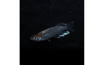 レッドクリフダークタイプ（メダカ）1ペア&nbsp;メダカ屋えん&nbsp;横浜市