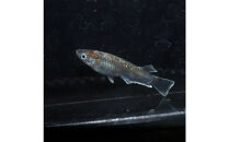 レッドクリフダークタイプ（メダカ）1ペア&nbsp;メダカ屋えん&nbsp;横浜市