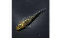 夜桜ゴールド（メダカ）1ペア&nbsp;メダカ屋えん&nbsp;横浜市