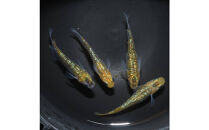 夜桜ゴールド（メダカ）1ペア&nbsp;メダカ屋えん&nbsp;横浜市