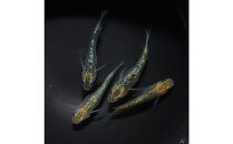 夜桜ゴールド（メダカ）1ペア&nbsp;メダカ屋えん&nbsp;横浜市