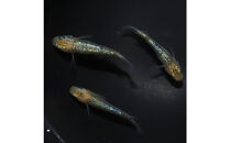 夜桜ゴールド（メダカ）1ペア&nbsp;メダカ屋えん&nbsp;横浜市