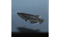 オランジェ（メダカ）1ペア&nbsp;メダカ屋えん&nbsp;横浜市