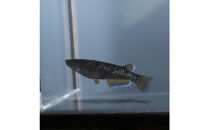 オランジェ（メダカ）1ペア&nbsp;メダカ屋えん&nbsp;横浜市