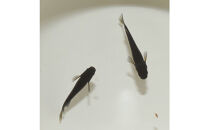 オランジェ（メダカ）1ペア&nbsp;メダカ屋えん&nbsp;横浜市