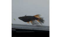 GODリアルロングフィン（メダカ）1ペア&nbsp;メダカ屋えん&nbsp;横浜市