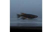 GODリアルロングフィン（メダカ）1ペア&nbsp;メダカ屋えん&nbsp;横浜市