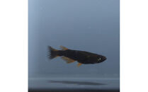 GODリアルロングフィン（メダカ）1ペア&nbsp;メダカ屋えん&nbsp;横浜市