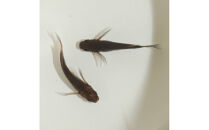 GODリアルロングフィン（メダカ）1ペア&nbsp;メダカ屋えん&nbsp;横浜市