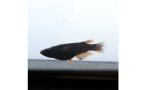 GOD（メダカ）1ペア&nbsp;メダカ屋えん&nbsp;横浜市