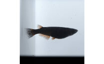 GOD（メダカ）1ペア&nbsp;メダカ屋えん&nbsp;横浜市