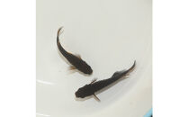 GOD（メダカ）1ペア&nbsp;メダカ屋えん&nbsp;横浜市