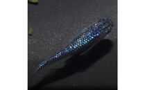 サファイア（メダカ）1ペア&nbsp;メダカ屋えん&nbsp;横浜市