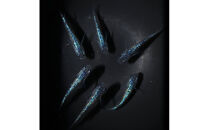 サファイア（メダカ）1ペア&nbsp;メダカ屋えん&nbsp;横浜市