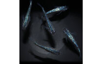 サファイア（メダカ）1ペア&nbsp;メダカ屋えん&nbsp;横浜市