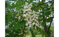 信濃乃国の純粋はちみつとこの実&nbsp;国産&nbsp;ギフト&nbsp;ハニーナッツ&nbsp;詰め合わせ&nbsp;蜂蜜&nbsp;ハチミツ