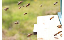 信濃乃国の純粋はちみつとこの実&nbsp;国産&nbsp;ギフト&nbsp;ハニーナッツ&nbsp;詰め合わせ&nbsp;蜂蜜&nbsp;ハチミツ