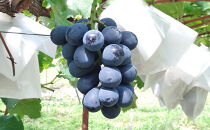 ぶどう&nbsp;&nbsp;訳あり&nbsp;長野市松代産&nbsp;ナガノパープル&nbsp;約1kg&nbsp;バラ房&nbsp;果物&nbsp;ブドウ&nbsp;葡萄&nbsp;フルーツ&nbsp;デザート&nbsp;おやつ&nbsp;種なし&nbsp;TAKANO農園&nbsp;信州