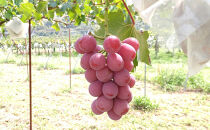 ぶどう&nbsp;&nbsp;長野市松代産&nbsp;訳ありクイーンニーナ&nbsp;約1kg&nbsp;バラ房&nbsp;葡萄&nbsp;ブドウ&nbsp;果物&nbsp;フルーツ&nbsp;デザート&nbsp;おやつ&nbsp;TAKANO農園&nbsp;信州&nbsp;果物類&nbsp;マスカット&nbsp;ギフト&nbsp;手土産