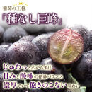 2026年産&nbsp;ぶどう&nbsp;&nbsp;種なし&nbsp;巨峰&nbsp;約&nbsp;2kg&nbsp;箱3～6房入り&nbsp;巨峰種無し&nbsp;フルーツ&nbsp;果物&nbsp;旬&nbsp;ブドウ&nbsp;葡萄&nbsp;おやつ&nbsp;信州&nbsp;長野県&nbsp;長野市&nbsp;2026年&nbsp;秋発送&nbsp;長野県長野市