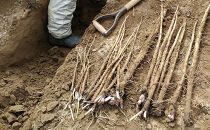 長野市松代産&nbsp;TAKANO農園　ごぼう（約1kg）【約5本】と長いも（約2kg）【2～4本】計3kg&nbsp;野菜&nbsp;根菜&nbsp;長野県産&nbsp;ネバネバ&nbsp;シャキシャキ&nbsp;とろろご飯&nbsp;具材&nbsp;食材&nbsp;国産