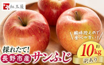 紅玉屋&nbsp;長野市産【訳あり】サンふじ10kg【2026年12月上旬以降の出荷分】（紅玉屋）&nbsp;|&nbsp;&nbsp;りんご&nbsp;フルーツ&nbsp;果物&nbsp;サンふじ&nbsp;訳あり&nbsp;人気&nbsp;おすすめ&nbsp;ギフト&nbsp;プレゼント&nbsp;送料無料&nbsp;長野県&nbsp;長野市&nbsp;信州&nbsp;信濃&nbsp;ふるさと納税