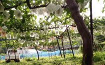 ぶどう&nbsp;訳あり&nbsp;先行予約&nbsp;シャインマスカット&nbsp;クイーンニーナ&nbsp;計約1kg&nbsp;種なし&nbsp;不揃い