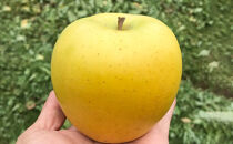 2026年産&nbsp;ご自宅用　完熟シナノゴールド&nbsp;7-10個入り&nbsp;果物&nbsp;りんご&nbsp;フルーツ&nbsp;デザート&nbsp;食後&nbsp;長野りんご&nbsp;信州りんご&nbsp;ジューシー&nbsp;生産者直送