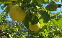 2026年産&nbsp;ご自宅用　完熟シナノゴールド&nbsp;7-10個入り&nbsp;果物&nbsp;りんご&nbsp;フルーツ&nbsp;デザート&nbsp;食後&nbsp;長野りんご&nbsp;信州りんご&nbsp;ジューシー&nbsp;生産者直送