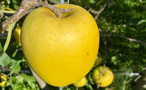 2026年産&nbsp;ご自宅用　完熟シナノゴールド&nbsp;7-10個入り&nbsp;果物&nbsp;りんご&nbsp;フルーツ&nbsp;デザート&nbsp;食後&nbsp;長野りんご&nbsp;信州りんご&nbsp;ジューシー&nbsp;生産者直送