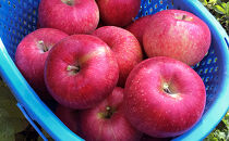 2026年産&nbsp;ご自宅用　完熟シナノスイート&nbsp;7-11個入り&nbsp;果物&nbsp;りんご&nbsp;フルーツ&nbsp;デザート&nbsp;食後&nbsp;長野りんご&nbsp;信州りんご&nbsp;ジューシー&nbsp;あふれる果汁