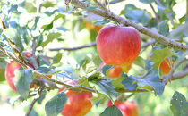 2026年産&nbsp;ご自宅用　完熟シナノスイート&nbsp;7-11個入り&nbsp;果物&nbsp;りんご&nbsp;フルーツ&nbsp;デザート&nbsp;食後&nbsp;長野りんご&nbsp;信州りんご&nbsp;ジューシー&nbsp;あふれる果汁